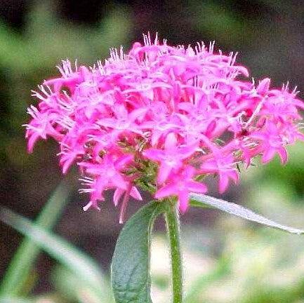 Buy Beautiful Dark Pink Pentas Lanceolata Carnea Plant for Your Garden