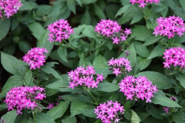 Buy Beautiful Dark Pink Pentas Lanceolata Carnea Plant for Your Garden