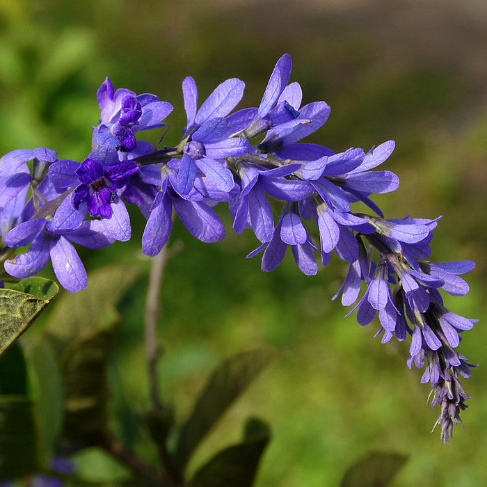 Petrea Volubilis - Creepers & Climbers