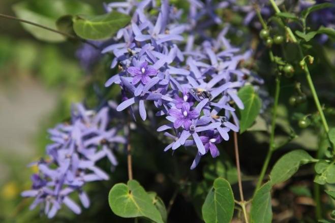 Buy Beautiful Petrea Volubilis - Purple Wreath Sandpaper Climber Plant Online Now