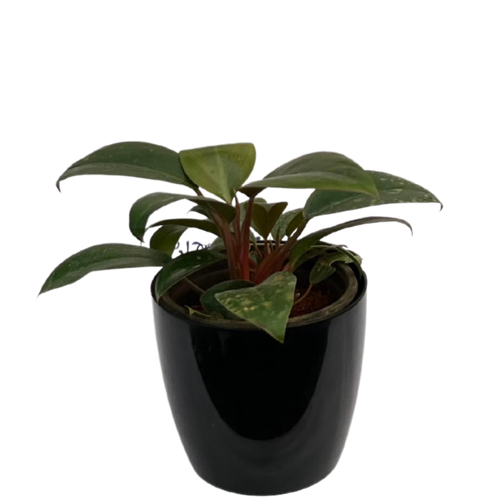 Tropical Sunrise Philodendron | Add a Pop of Color to Your Home with This Exotic Plant