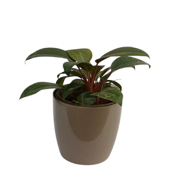 Tropical Sunrise Philodendron | Add a Pop of Color to Your Home with This Exotic Plant