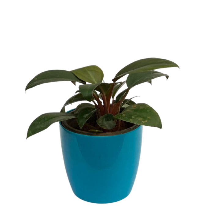 Tropical Sunrise Philodendron | Add a Pop of Color to Your Home with This Exotic Plant