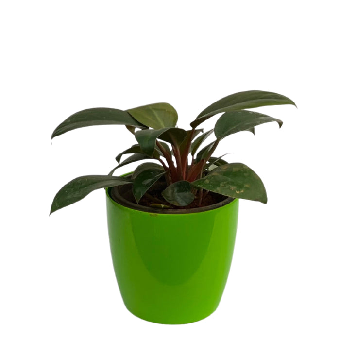 Tropical Sunrise Philodendron | Add a Pop of Color to Your Home with This Exotic Plant