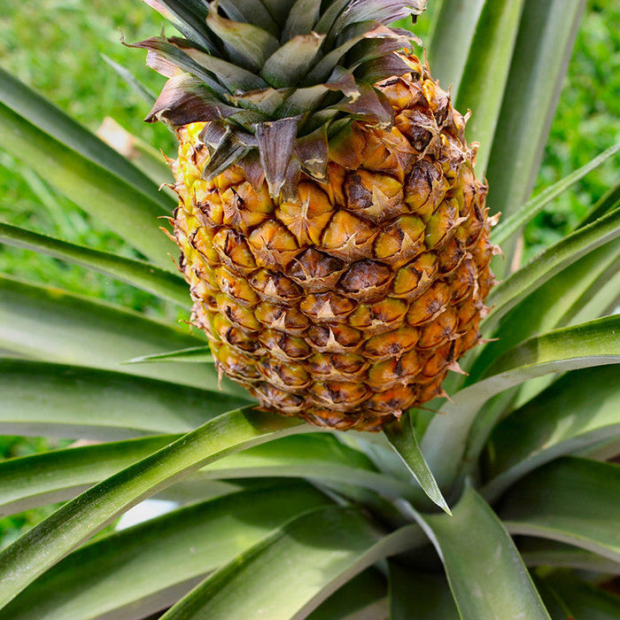 Pine Apple - Fruit Plants & Tree