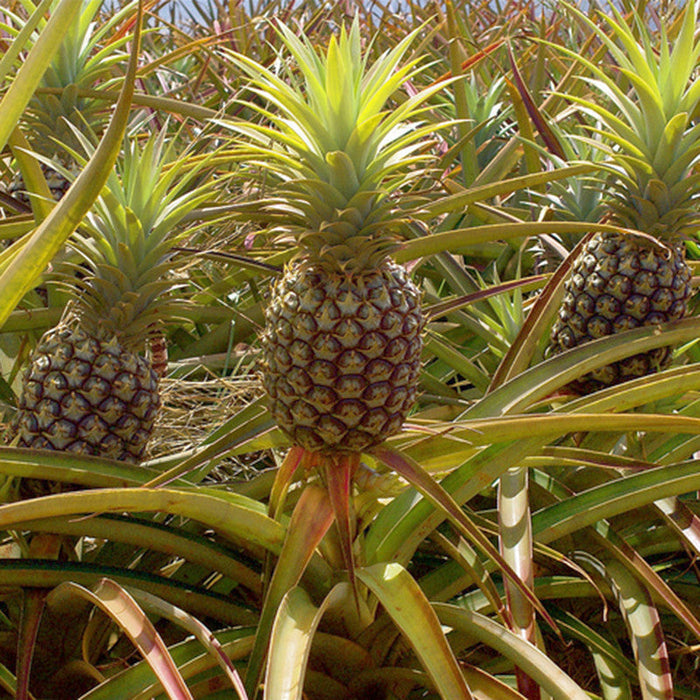 Pine Apple - Fruit Plants & Tree