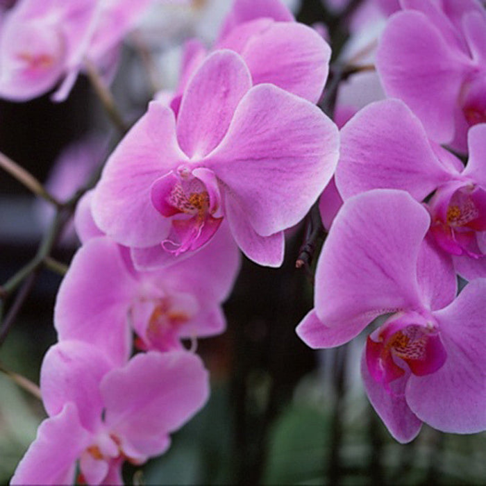 Phalaenopsis Hybrid/Orchids Pink - Gift Plants