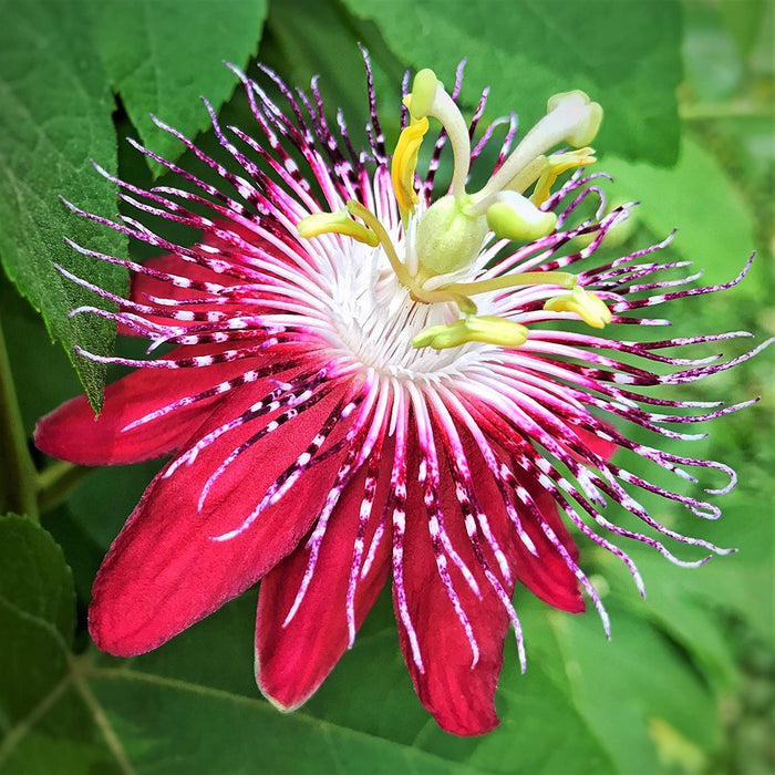 Passion Flower Pink - Creepers & Climbers