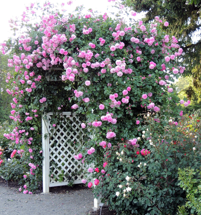 Rosa Crimson Glory Pink - Creepers & Climbers