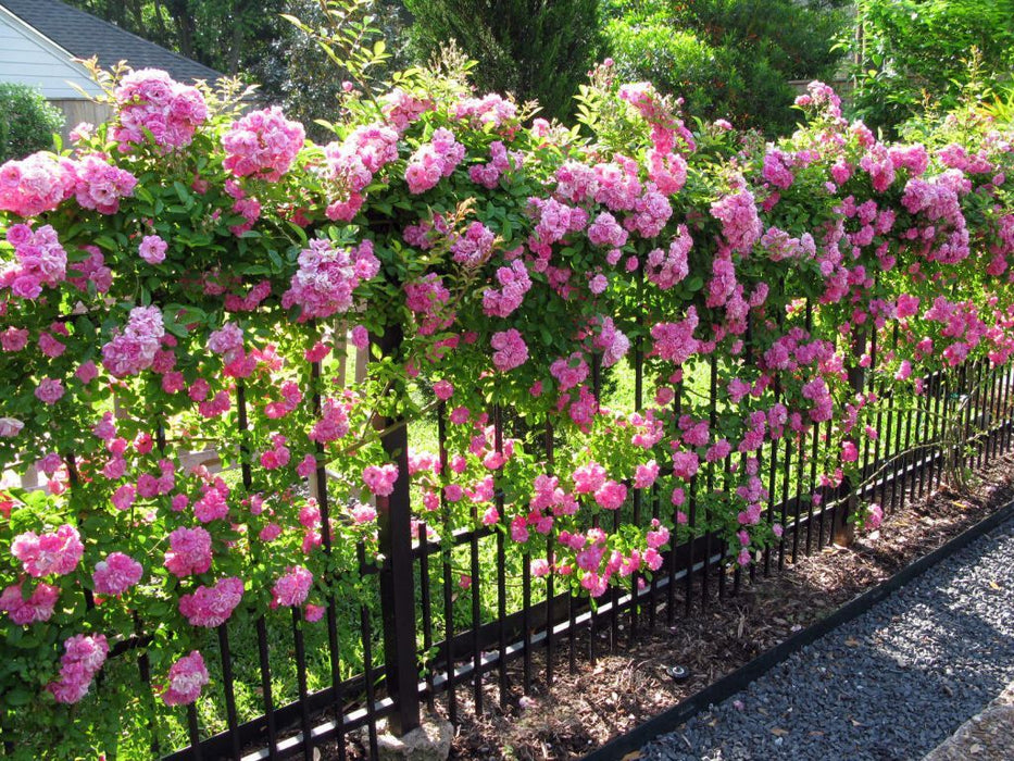 Rosa Crimson Glory Pink - Creepers & Climbers