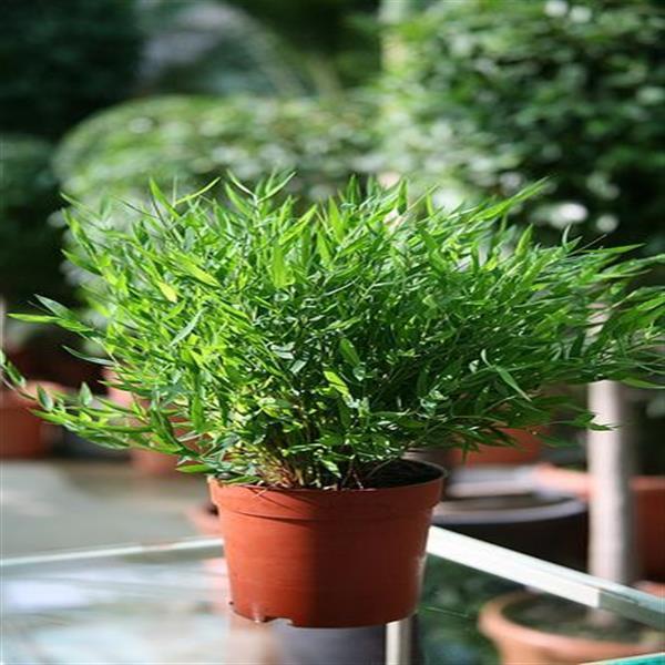 Bamboo grass Green - Ornamental Plants