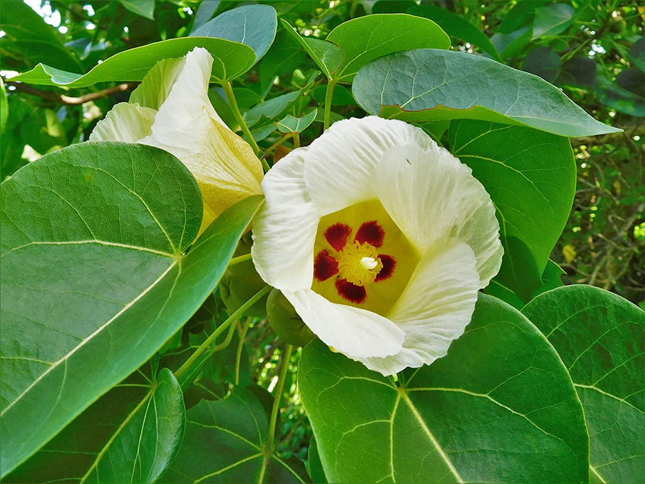 Portia tree/Paras Peepal - Avenue Trees