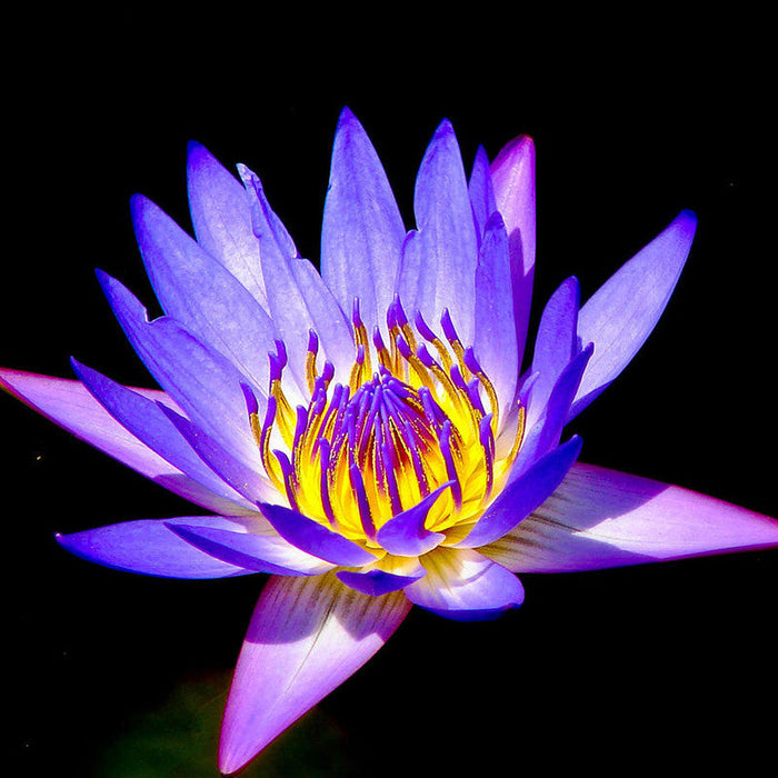 Water Lily  Purple - Aquatic Plants