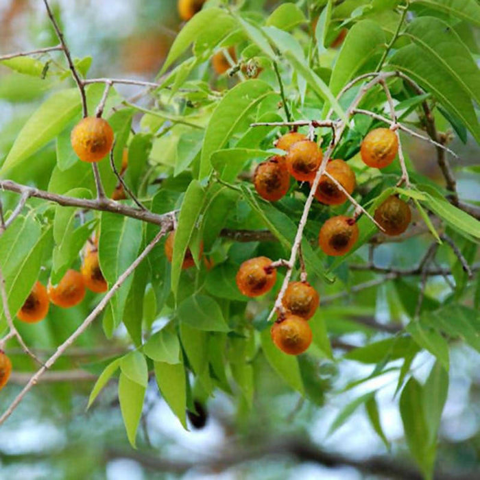 Soapnut / Ritha / Sapindus - Avenue Trees