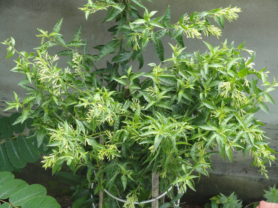 Cestrum nocturnum/Raat Ki Rani - Flowering Plants