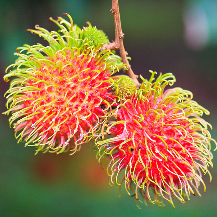 Rambutan Fruit  - Fruit Plants & Tree