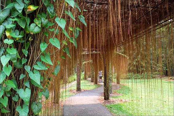 Cissus nodosa/Princess vine - Creepers & Climbers