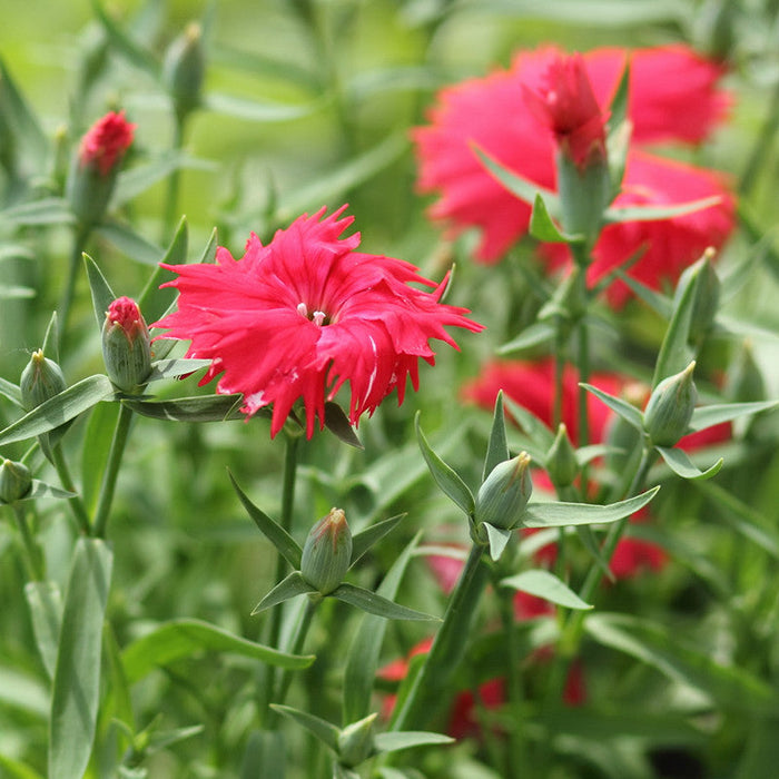 Dianthus Red - SEASONALS