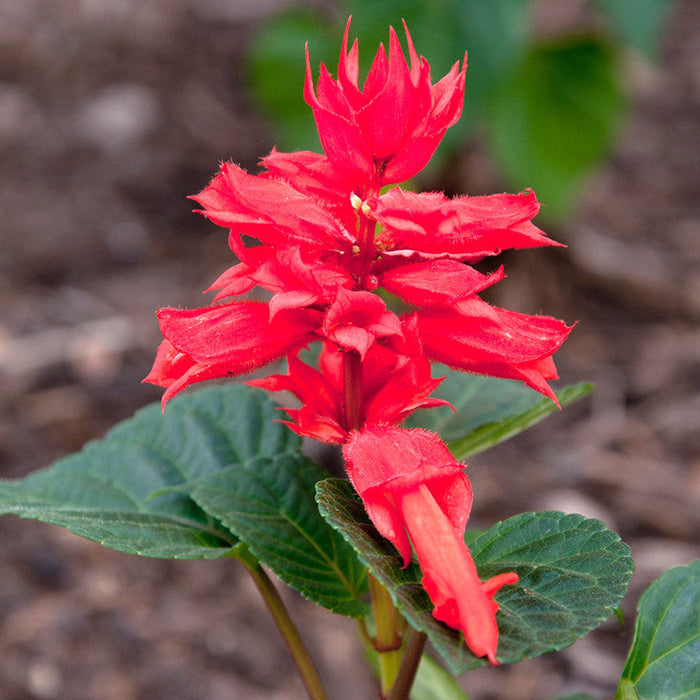 Salvia Red - SEASONALS