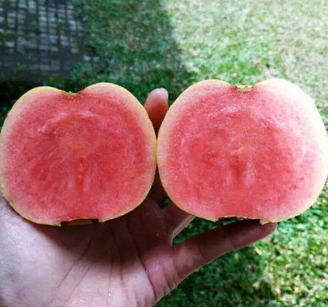 Red Diamond Guava - Seedless Guava