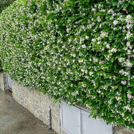 Trachelospermum jasminoides - Creepers & Climber