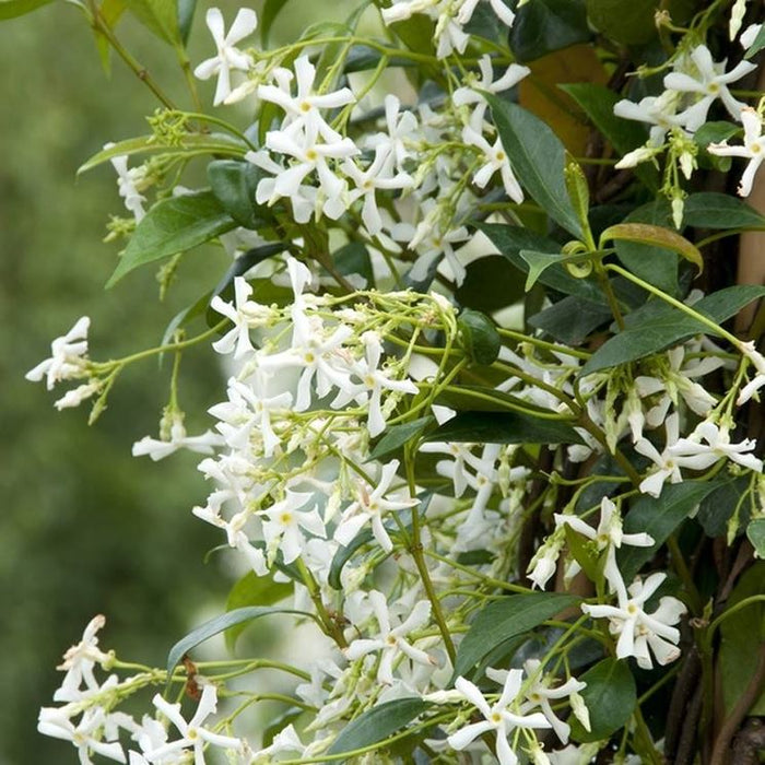 Trachelospermum jasminoides - Creepers & Climber