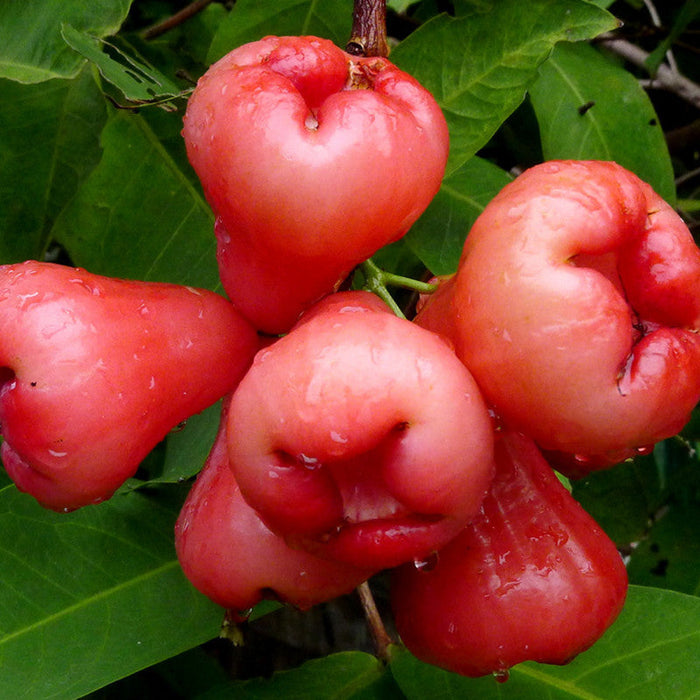 Water Apple Hybrid Red - Fruit Plants & Tree