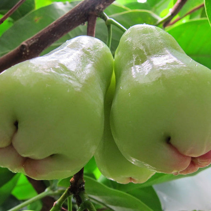 Water Apple Hybrid White- Fruit Plants & Tree