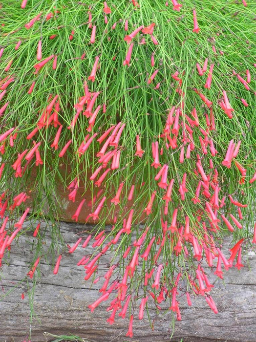 Russelia equisetiformis Red - Ornamental Flowering Plants