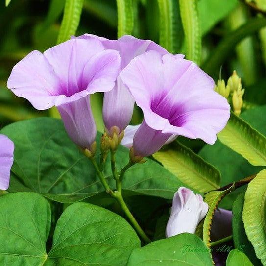 Samudrapala, Argyreia nervosa - Bastantri, Elephant creeper Live plant