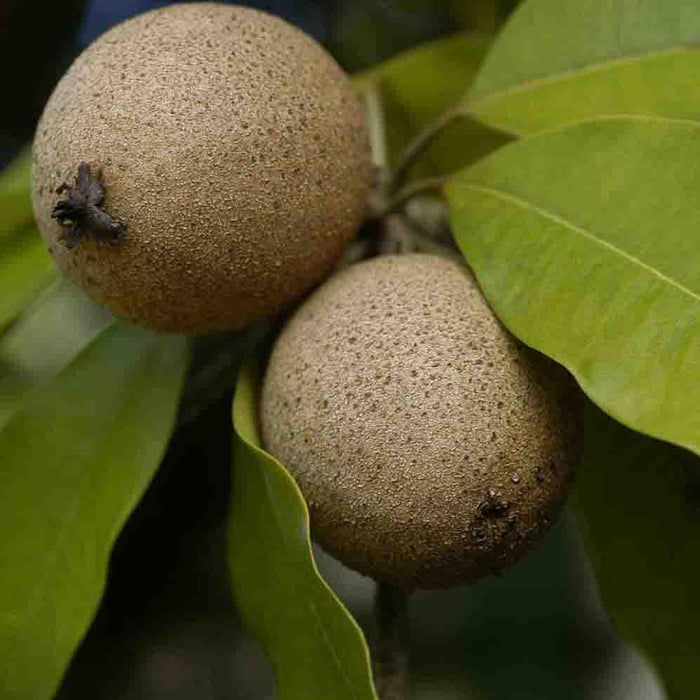 Sapodilla "Pala" Long-Lived Evergreen Tree Rare Exotic Plants Garden Plant(1 Healthy Live Plant)