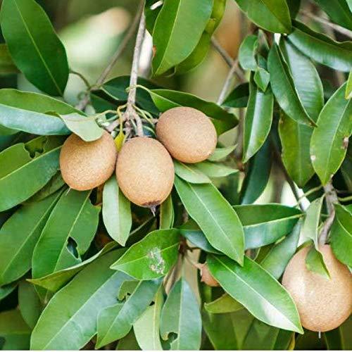 Sapodilla "Pala" Long-Lived Evergreen Tree Rare Exotic Plants Garden Plant(1 Healthy Live Plant)