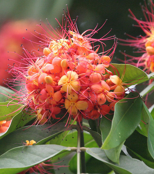 Saraca indica / Sita Ashoka - Avenue Trees