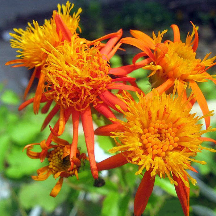 Senecio Orange - Creepers & Climbers