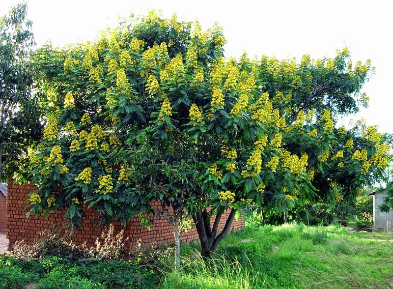 Senna siamea / Kassod tree - Avenue Trees