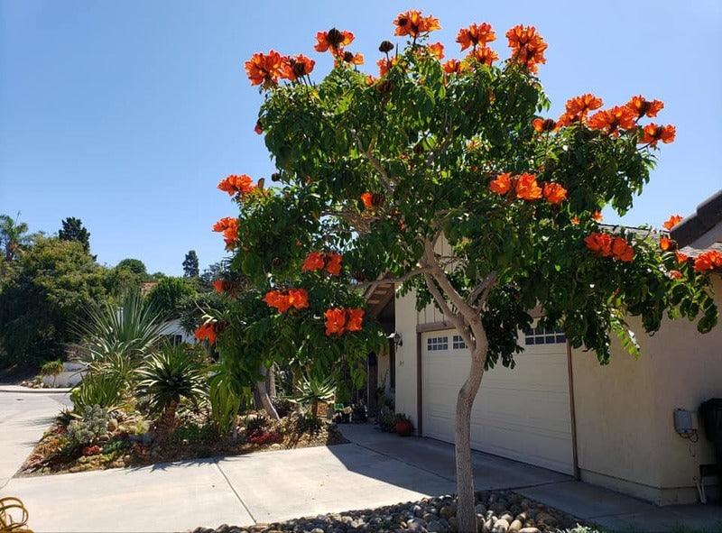 Spathodea campanulata, African tulip tree, Fountain tree, Nandi flame Tree, Rugtoora, African Poomaram - Ornamental Flowering Tree