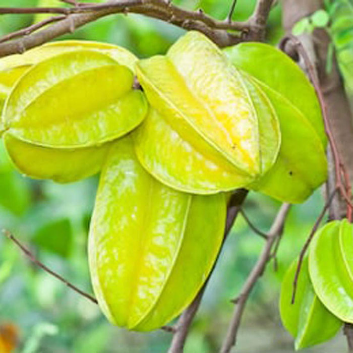 Star fruit sweet(carambola) plant