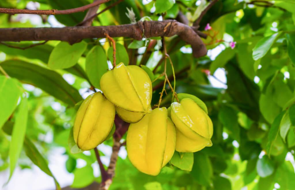 Star fruit sweet(carambola) plant