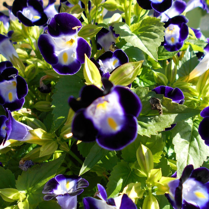 Torenia Violet - SEASONALS