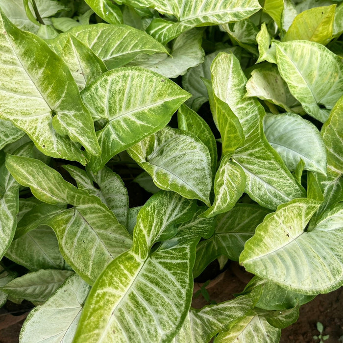 Syngonium podophyllum lemon n lime,Syngonium Lemon N Lime