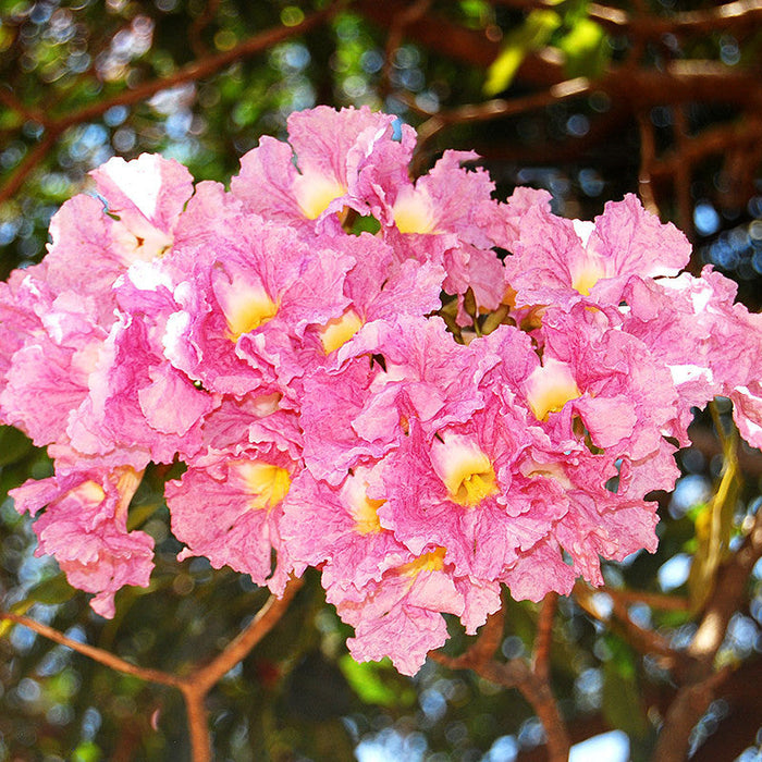 Tabebuia rosea  - Avenue Trees