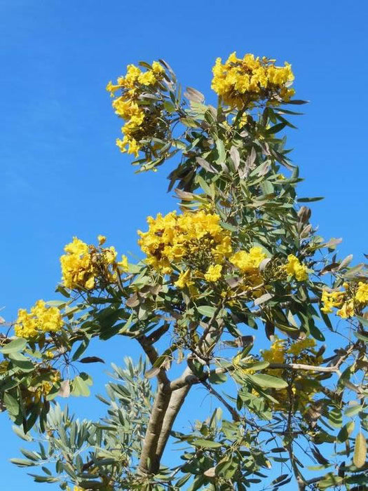 Tabebuia Argentea - Avenue Trees