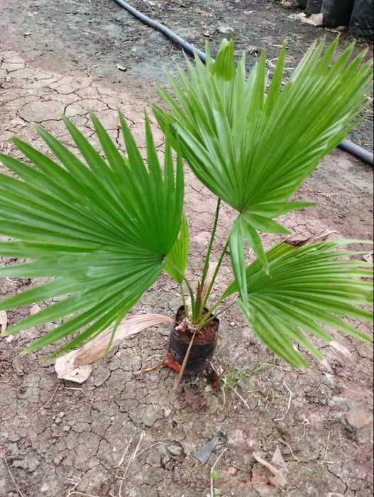 Table Palm - Chamaedorea Elegans