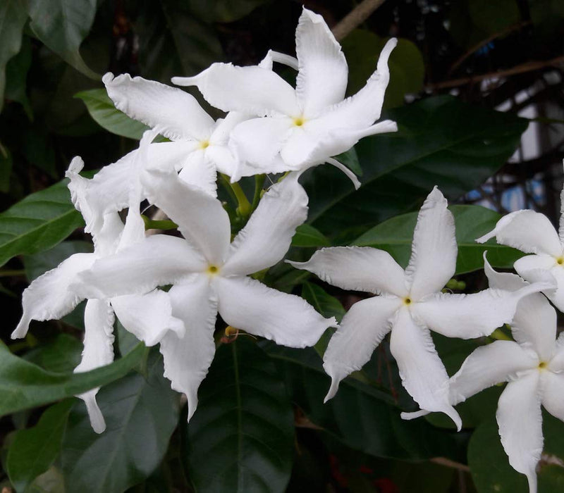 Tagar wheel star - Flowering Shrubs