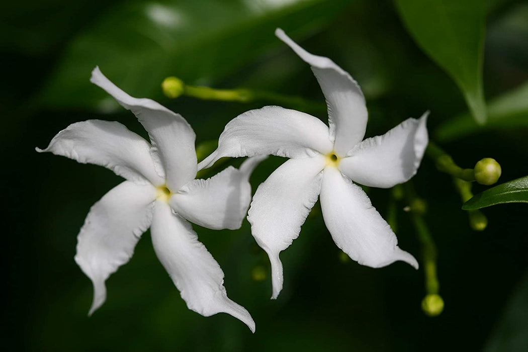 Tagar wheel star - Flowering Shrubs