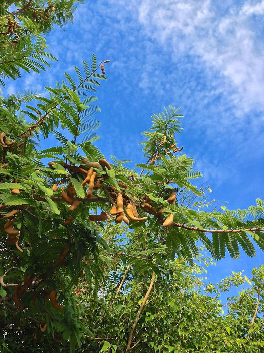 Tamarind Tamarindus indica 1 Healthy live plant seedling