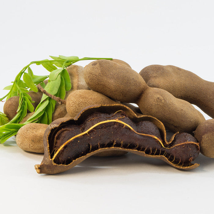 Tamarind(Grafted) - Fruit Plants & Tree