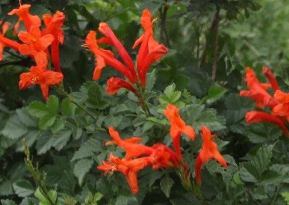 Tecoma capensis, Tecomaria radicans, Tecoma radicans,Orange Trumpet Climbers