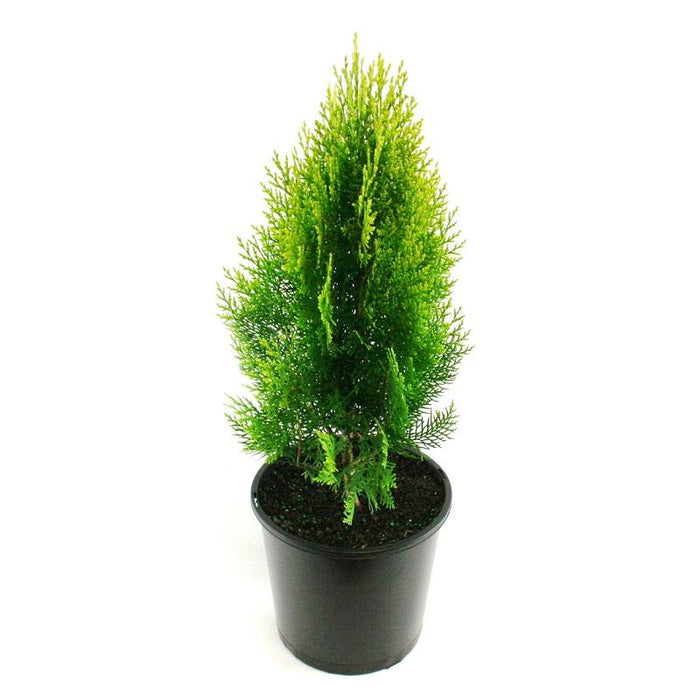 Thuja orientalis Gold - Ornamental Plants