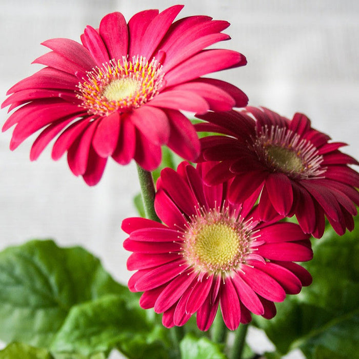 Gerbera Plant Dark pink - Top Bed Room